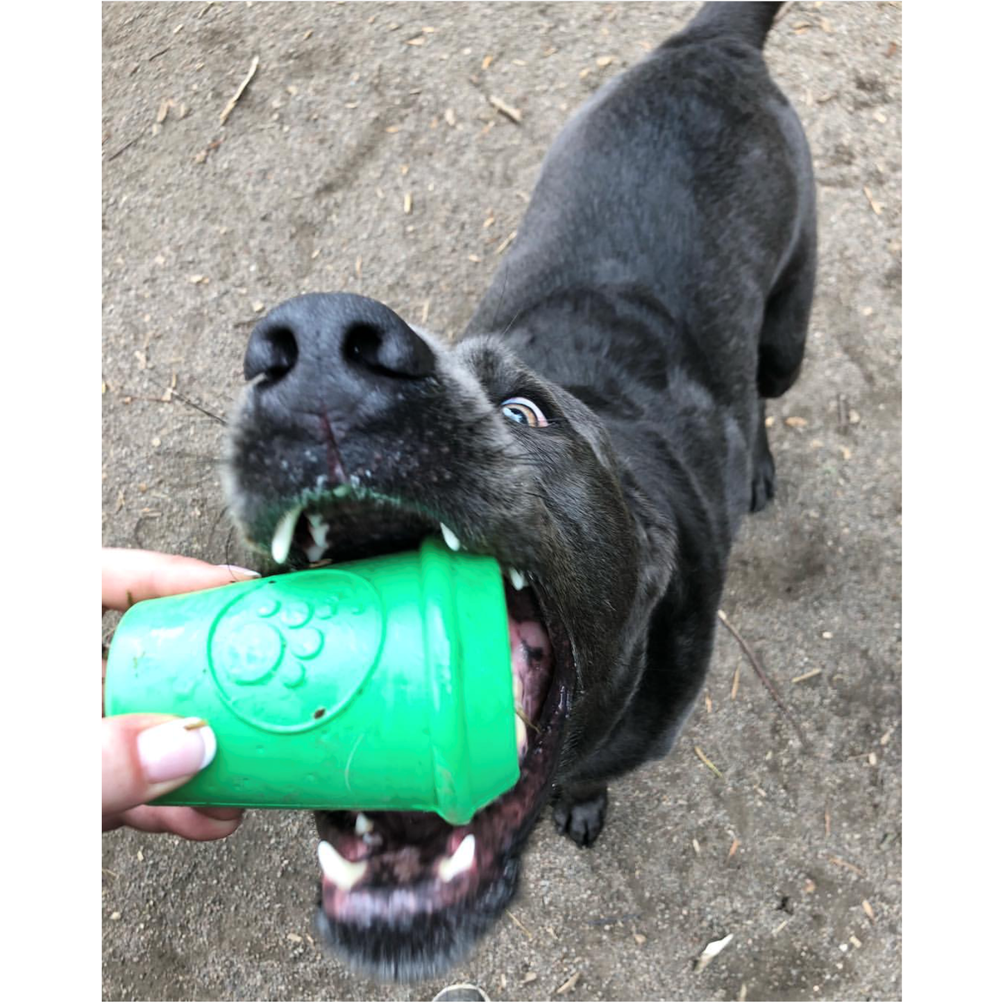 Gobelet café Soda Pup Soda Pup