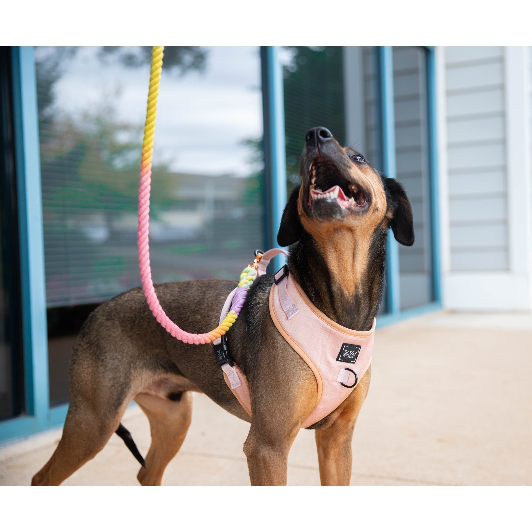 Laisse en corde FIESTA Sassy Woof