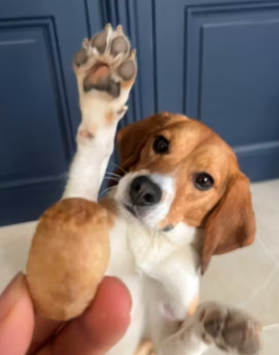 Bouchées fromage de yak soufflées Pawfect