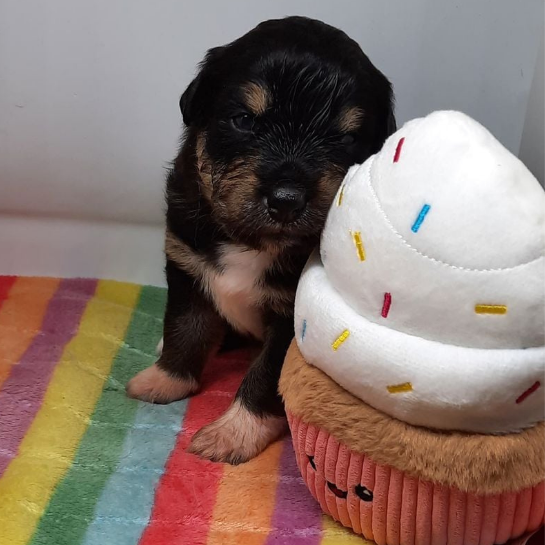 Cupcake HugSmart