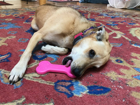Os rose en nylon ultra-durable Soda Pup