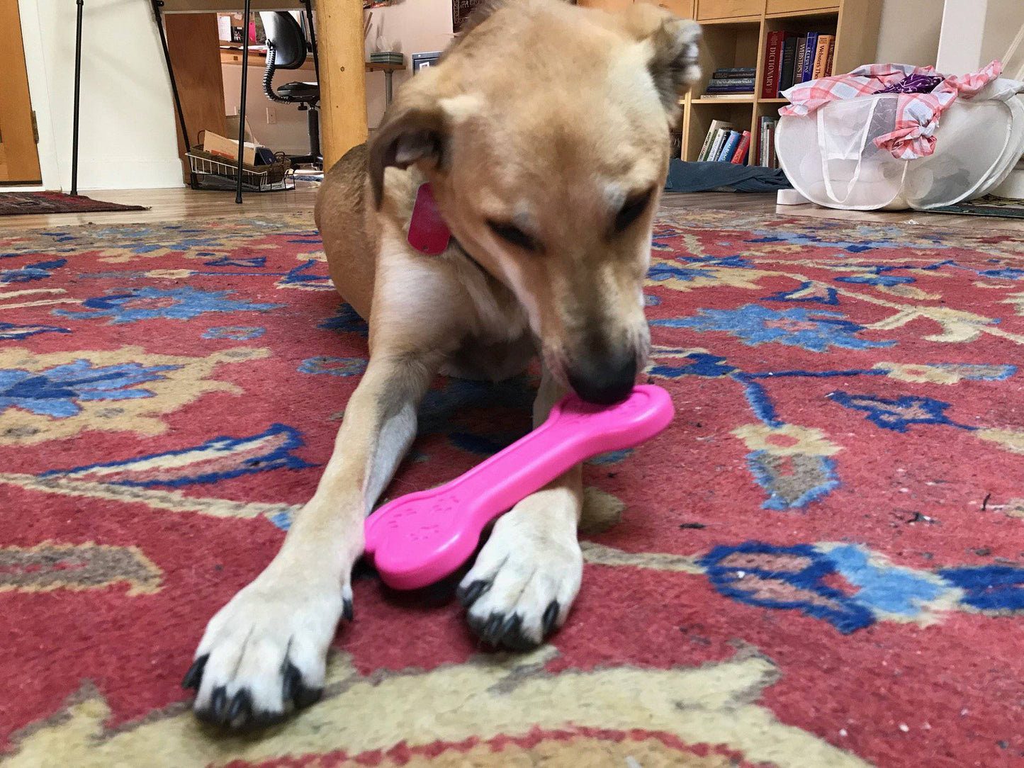 Os rose en nylon ultra-durable Soda Pup