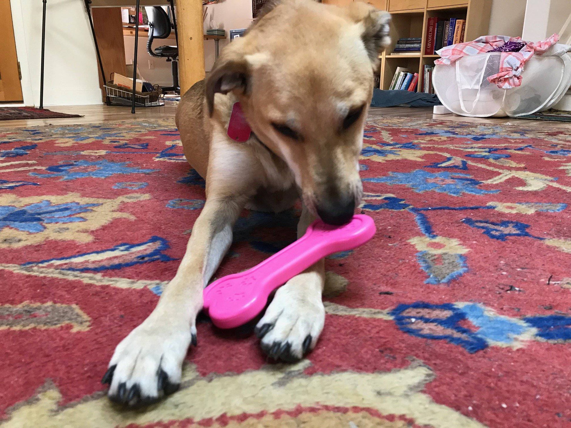 Os rose en nylon ultra-durable Soda Pup