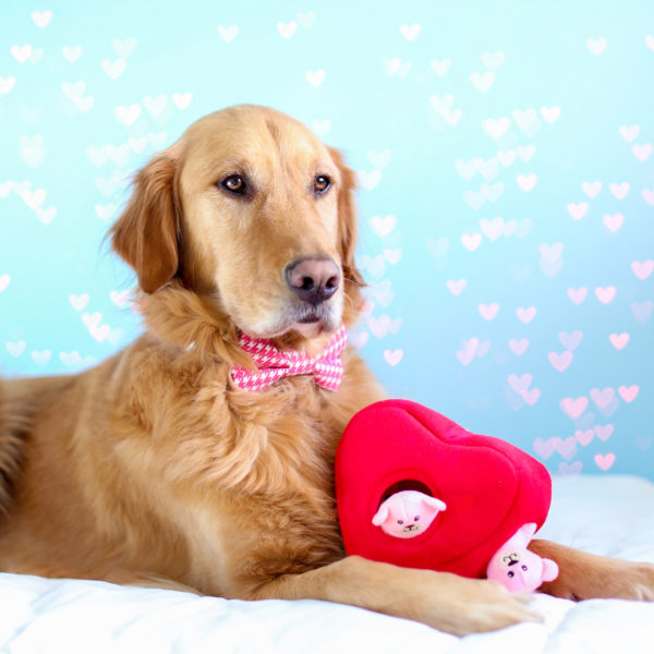 Cœur et oursons Zippy Paws